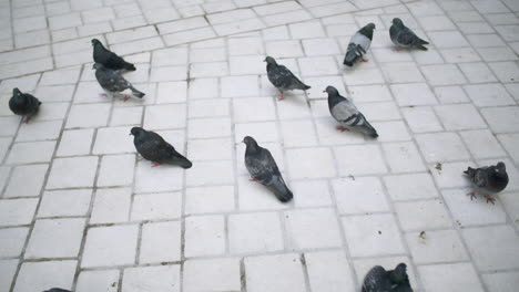 close-up of pigeons searching for food on cobblestones