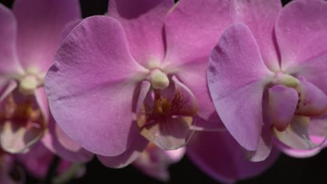 pink orchid phalaenopsis flower close-up, sunny black background panning shot