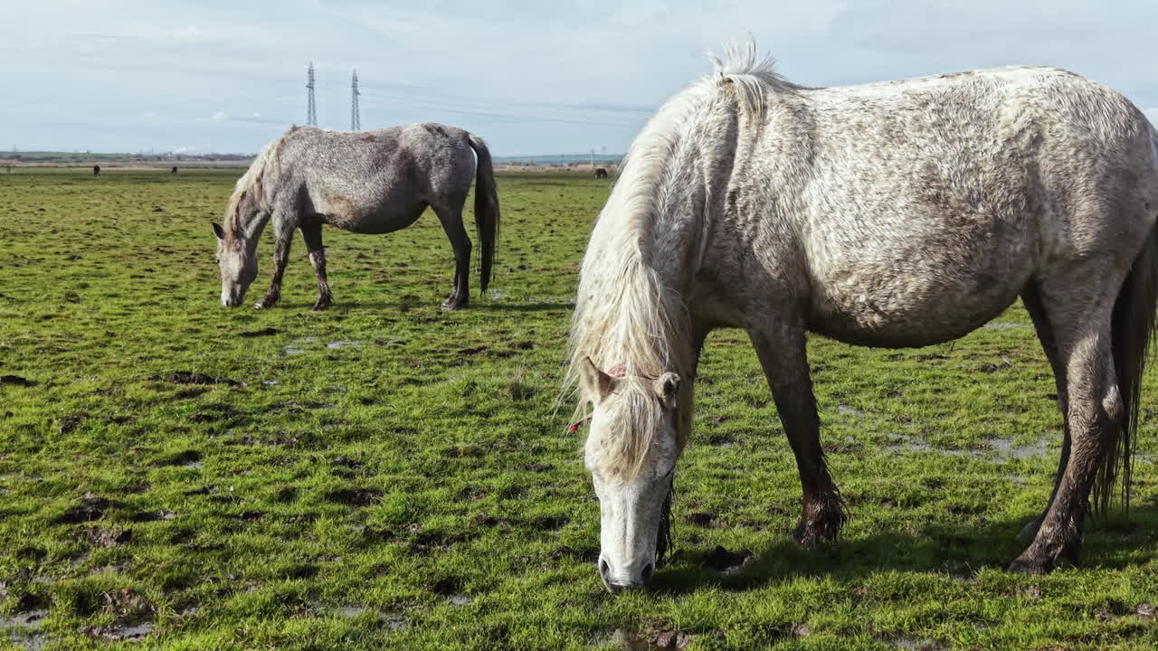 Zwei graue Pferde grasen tagsüber auf grünem Gras auf einem offenen Feld in der Ferne nahe einer Stromleitung.