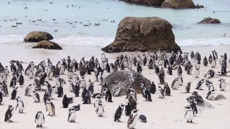 concurrida playa de cantos rodados, false bay ciudad del cabo, hogar de pingüinos africanos