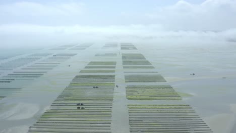 seafood farmers harvesting oysters with tractors and trailers in a vast oyster farm in brittany, france