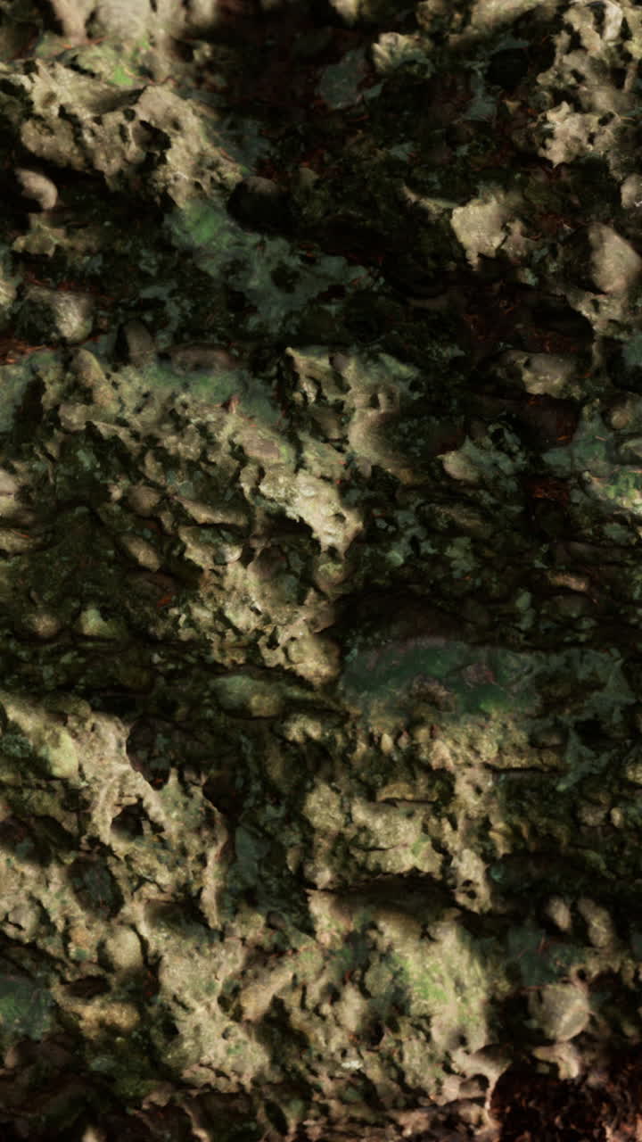 Close-up of Tree Bark with Green and Brown Texture
