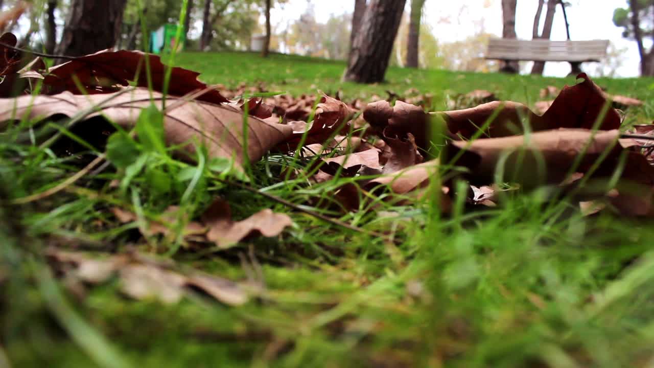 가을 숲 공원 풍경 나무 잎