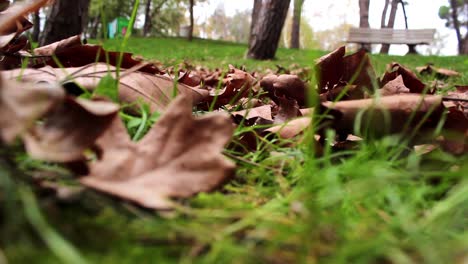 Herbst-Wald-Park-Landschaft-Bäume-Blatt