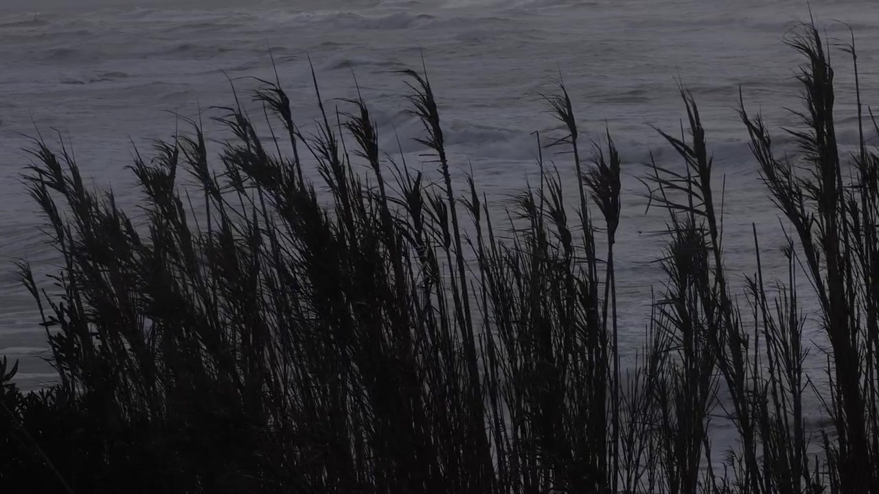 Silueta de juncos meciéndose durante una fuerte tormenta de viento en la costa.