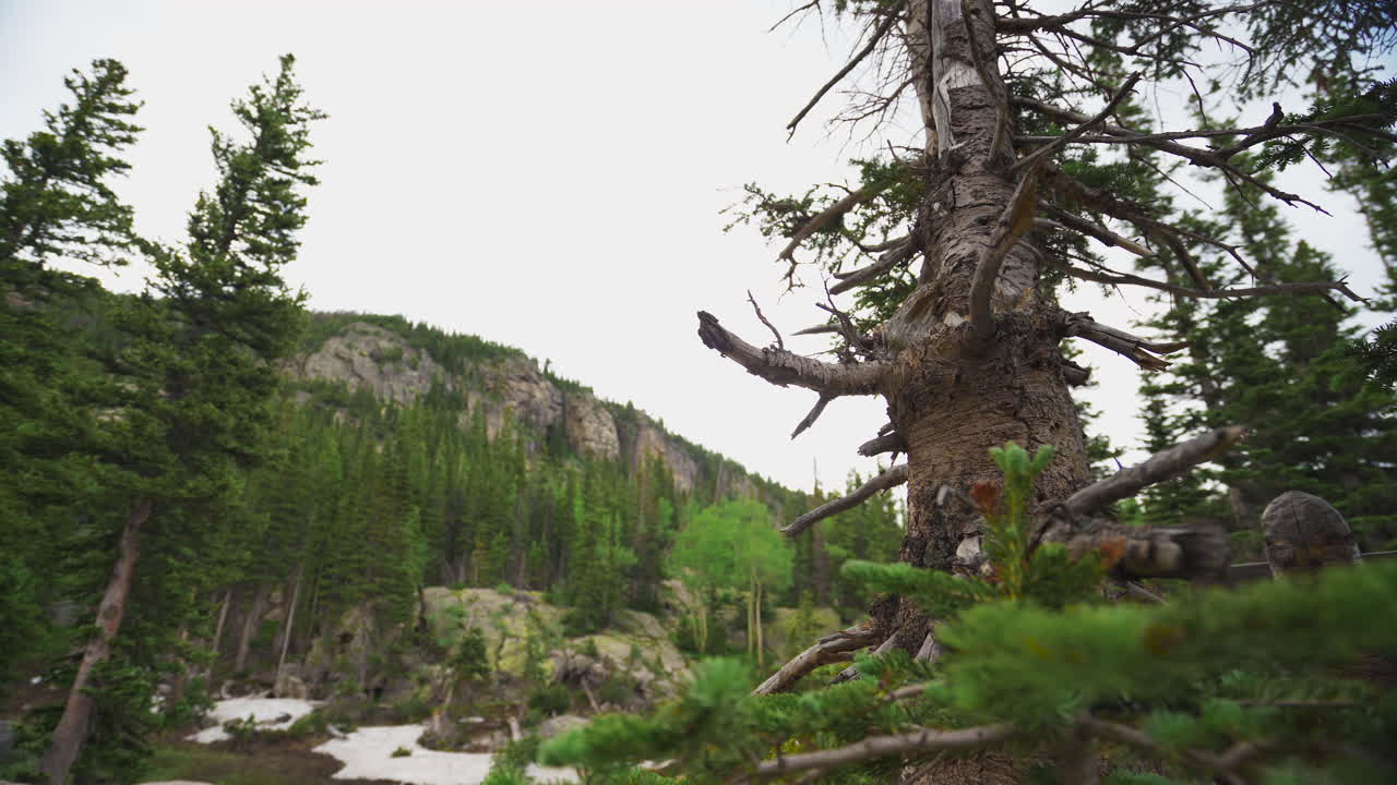 Albero alpino morto con montagna sullo sfondo