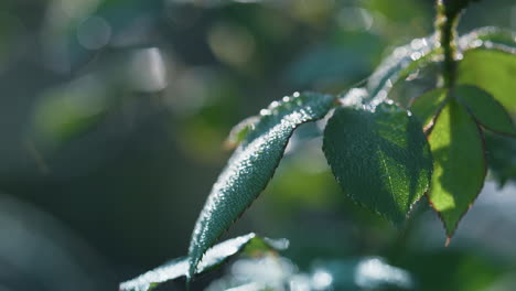 closeup dew rose leaves in autumn morning. water drops shining on sunlight.