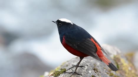 the white-capped redstart is known for its white lovely crown, dark blue-blackish wings and brown under feathers and its tail starts with red