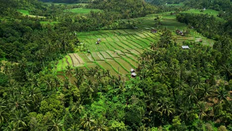tropical hills and swaying palm trees surround bali’s vibrant rice fields in this drone view that highlights the natural patterns and lush greenery of the island’s iconic scenery.
