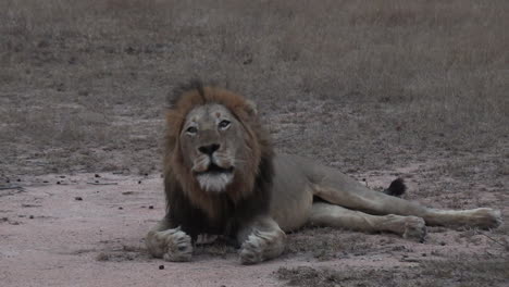 a male lion roaring over and over