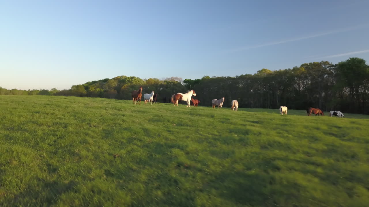 Cavalos correndo em um campo