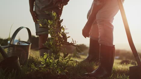 Video-Von-Großvater-Und-Enkel,-Die-Bei-Sonnenuntergang-Einen-Baum-Pflanzen