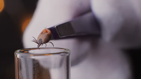 Tick-research,-Scientist-studies-Ixodes-ricinus-lyme-in-Laboratory,-close-up-macro-view