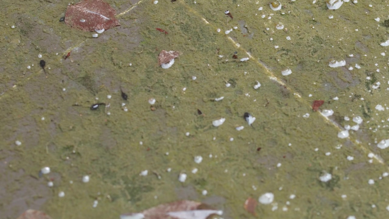 Draufsicht auf Kaulquappen, die über grünen Algen in einem flachen Süßwasserteich schwimmen.