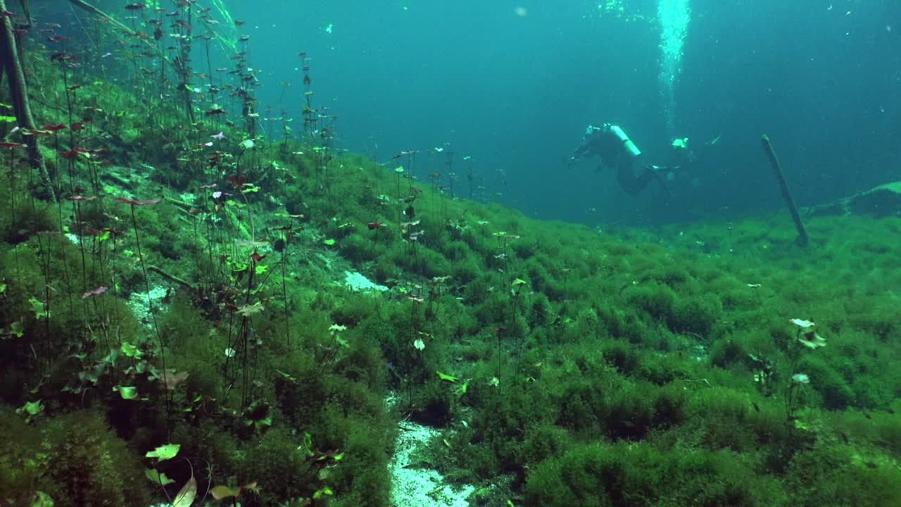 los buzos nadan sobre las plantas submarinas en el sistema de cuevas de cenote, yucatán, méxico.