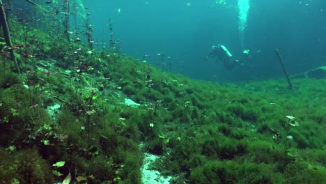 scuba divers swimming over underwater plants in cenote cave system yucatan mexico