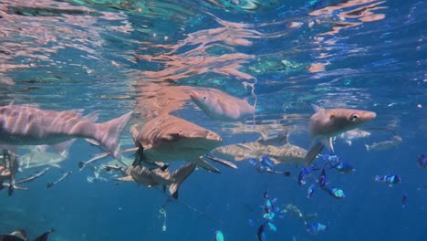 Blacktip-reef-sharks-swimming-close-under-the-surface-passing-camera-very-close