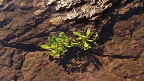 hermosas plantas verdes se cultivan en el arroyo del paisaje rocoso en la corriente de agua que fluye