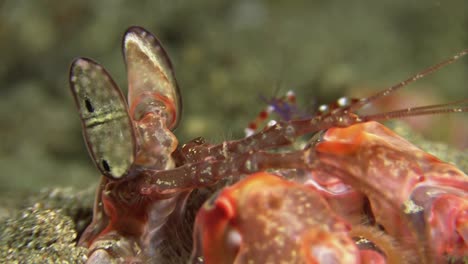 arponear camarones mantis mirando desde su madriguera moviendo los ojos de los tallos