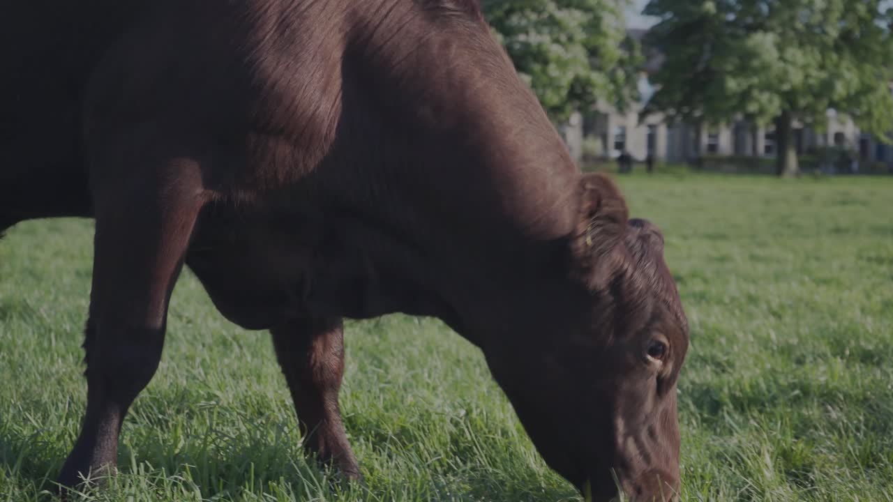 Close view of a single brown cow grazing the green grass in a park in Cambridge city, England