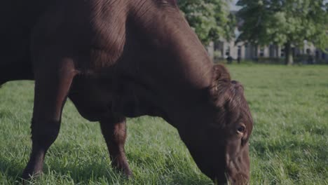 close view of a single brown cow grazing the green grass in a park in cambridge city, england