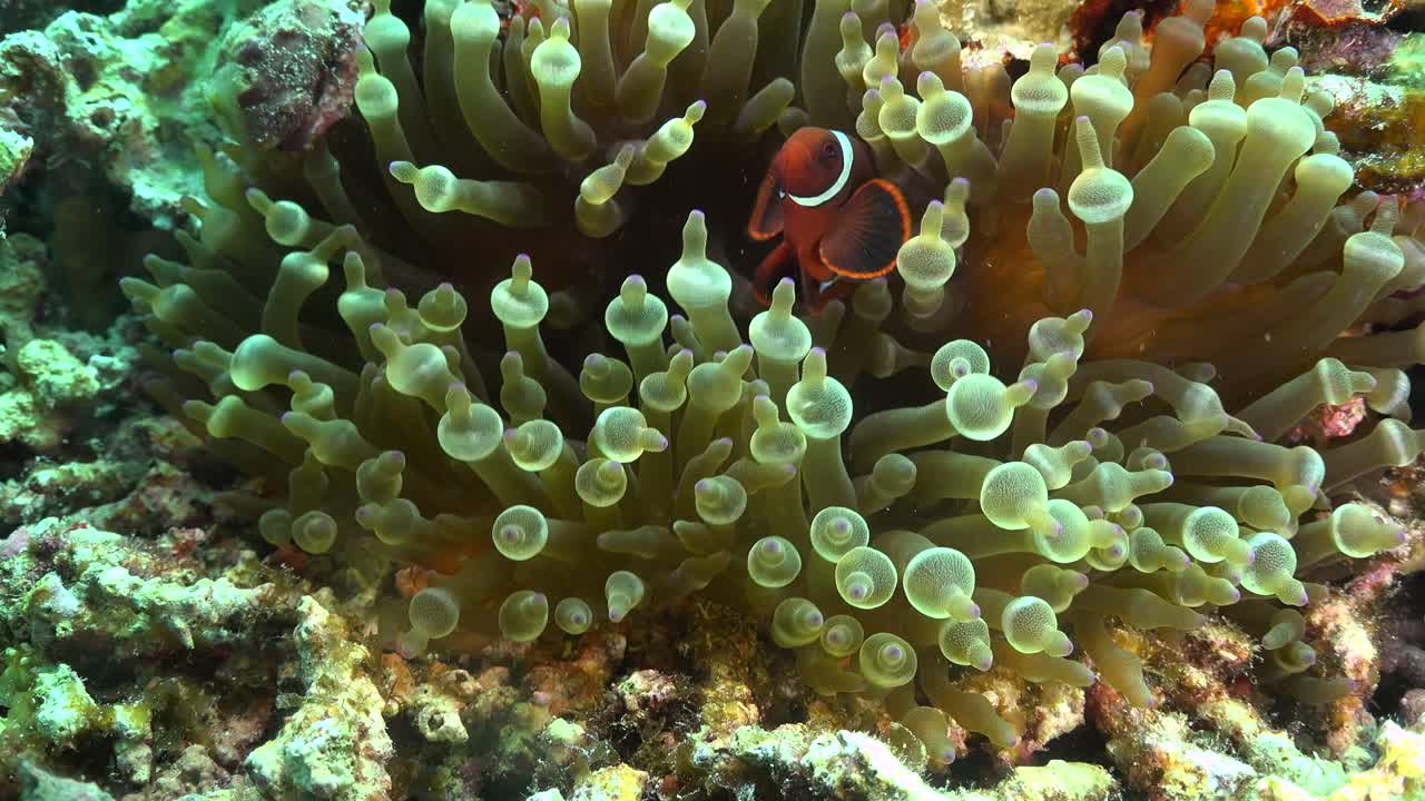 Ung tomatklovnfisk svømmer i grøn søanemone