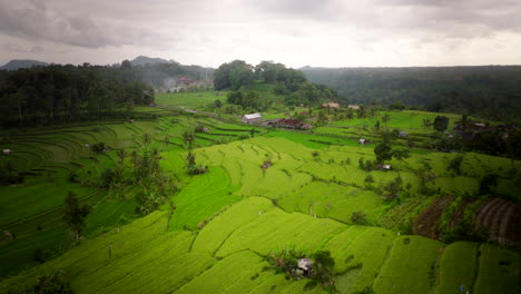 Terraced-lush-green-rice-field-with-cloud-mist-rising-above-trees,-aerial