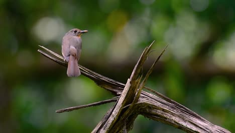 the hill blue flycatcher is found at high elevation habitat it has blue feathers and orange-like breast for the male, while the female is pale cinnamon brown and also with transitioned orange breast