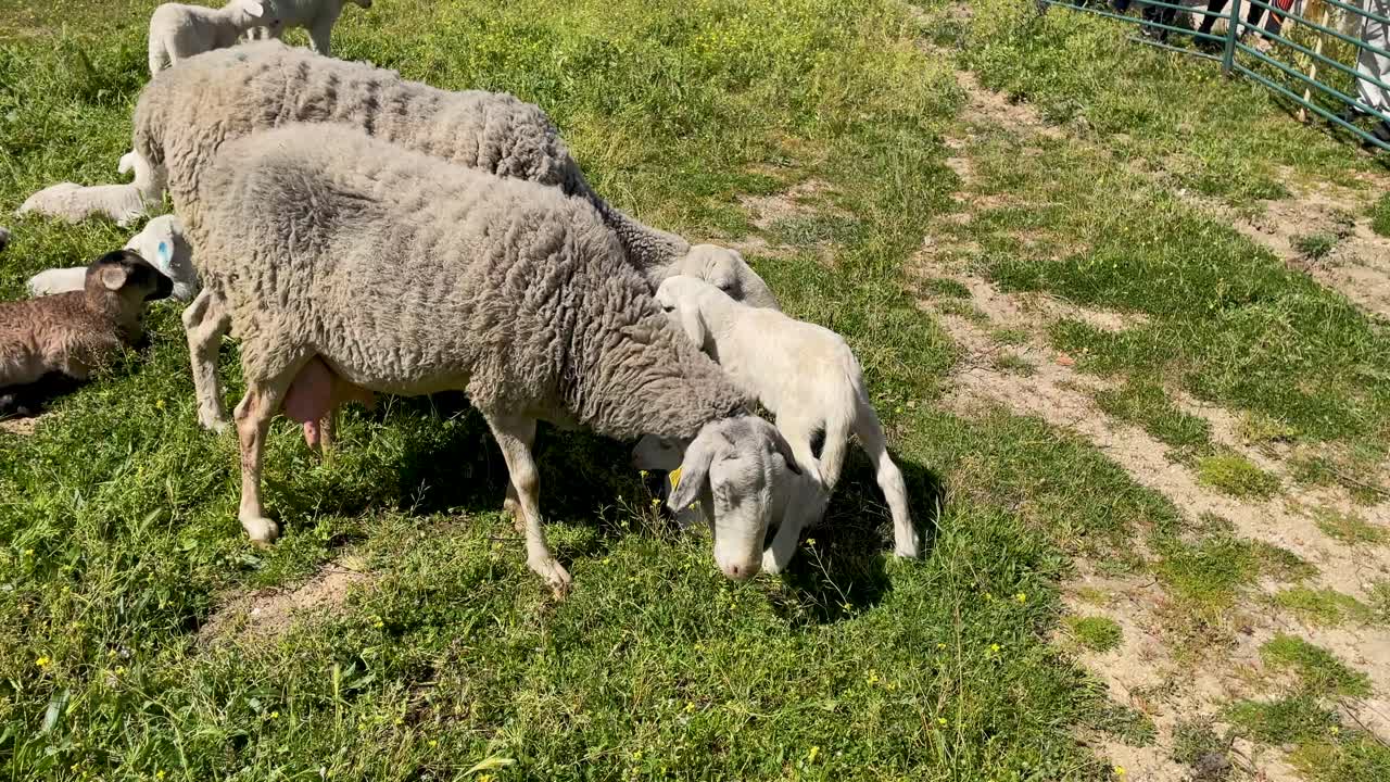 filming where we see a sheep with her lamb that is lying on the ground and in the shadow of her mother and the sheep touches her head to another lamb to get its attention