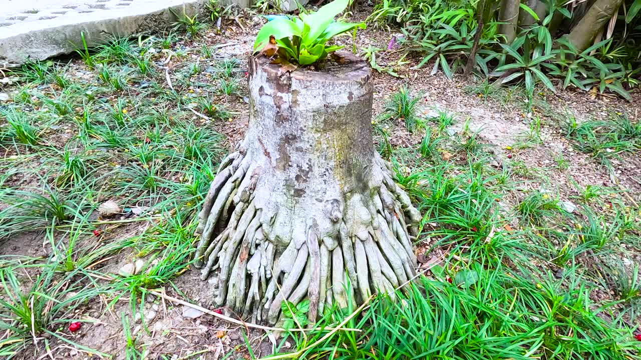 un nuevo crecimiento emerge de un tronco de árbol