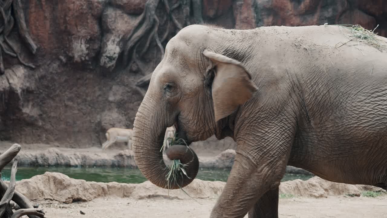 elefante asiático joven comiendo hierba mientras camina en un bosque tropical