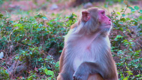 a close up view of a monkey in the park, watching around