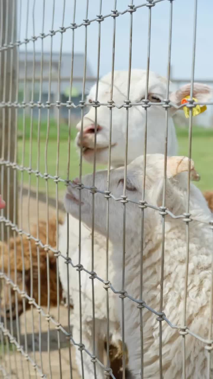 White and brown sheep stand close together behind wire fence in petting zoo, vertical