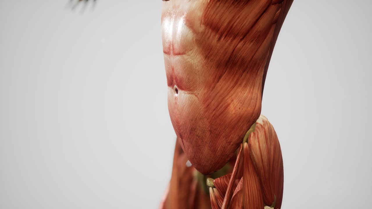 sistema muscular de animación del cuerpo humano