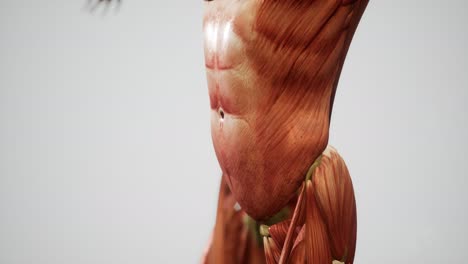 Muscular-System-of-human-body-animation