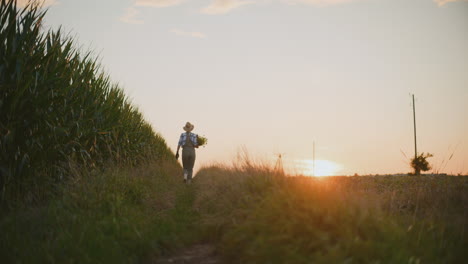 farmer walking through cornfield at sunset