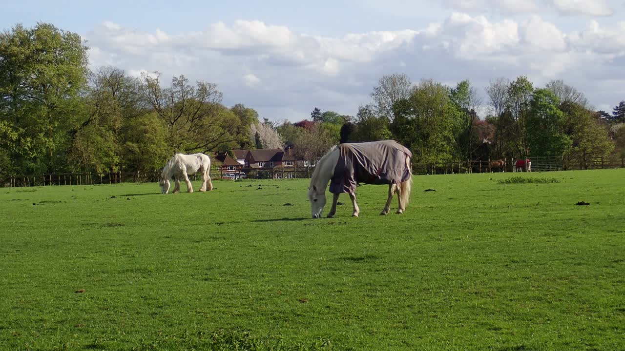 caballos pastando en el campo