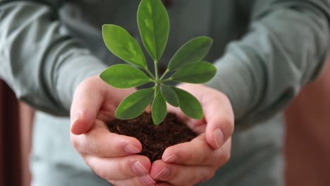 un puñado de suelo con plantas jóvenes creciendo