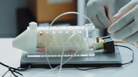 animal research experiment