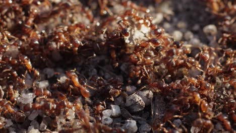 Huge-amount-of-ants-crawling-on-the-ground-in-chaos,-close-up-still-macro-shot-in-warm-daylight