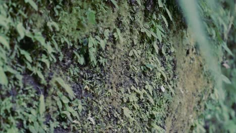 felling the texture of the nature wall