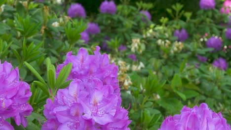 Arbustos-Verdes-Con-Grandes-Flores-De-Color-Violeta,-Plano-Medio