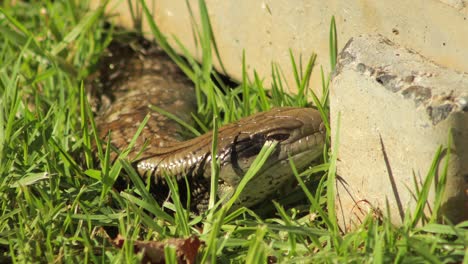 Blue-Tongue-Lizard-Blinking-In-Backyard-Close-Up-Maffra,-Gippsland,-Victoria,-Australia,-Sunny-Daytime