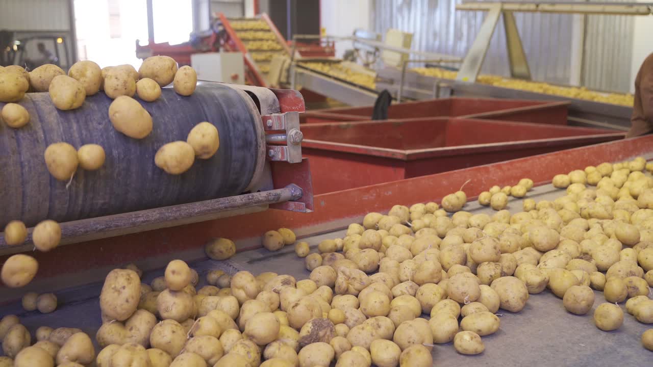 las patatas se mueven en la cinta transportadora y se almacenan y transportan en carretillas elevadoras.