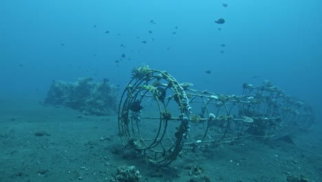 Black-Damselfish-swimming-at-wreckage,-underwater-slow-motion