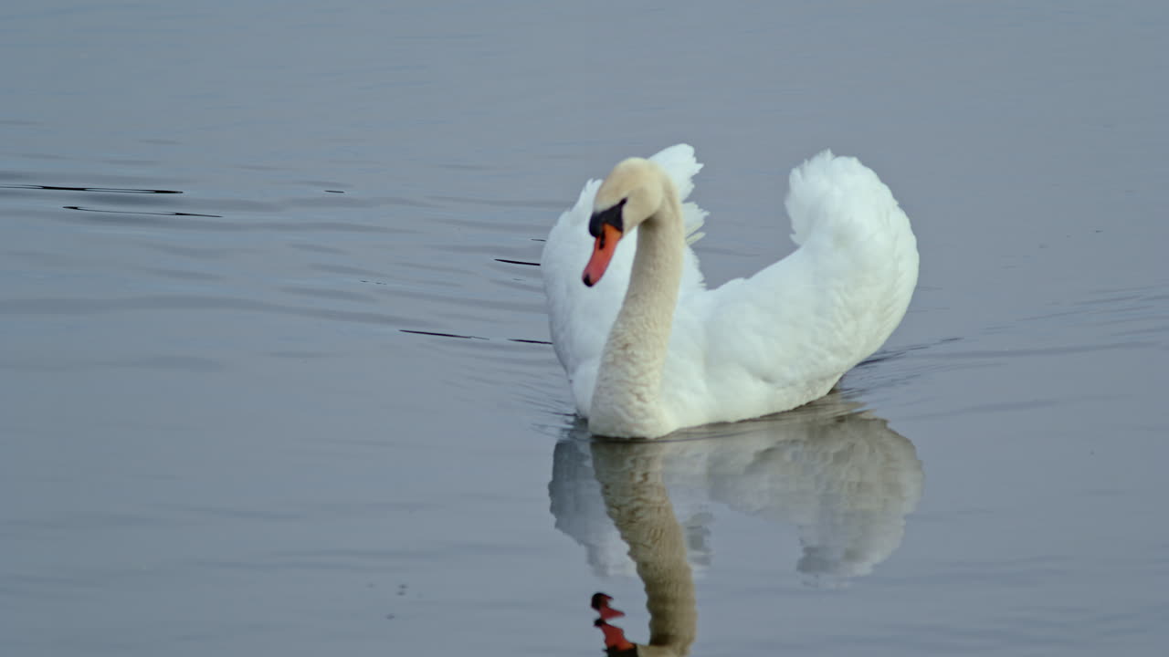 Graceful swans captured in slow motion as they glide across a reflective pond at sunrise
