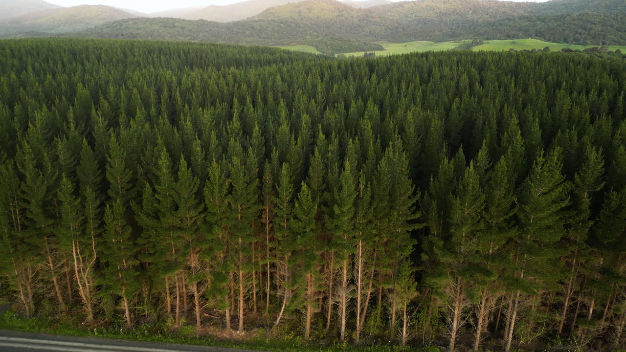 空中砍伐松树林用于农业