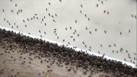 myvatn mosquitos islandia pequeños insectos