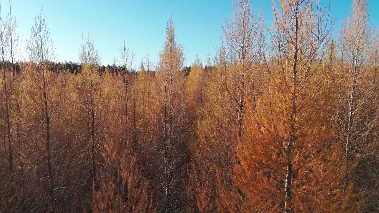 가을의 숲의 항공사진