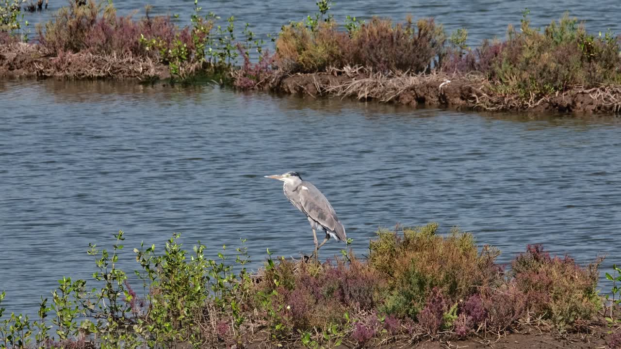 카메라가 좌우로 미끄러지면서 이 회색 헤이론을 보여줍니다. - ardea cinerea, 태국